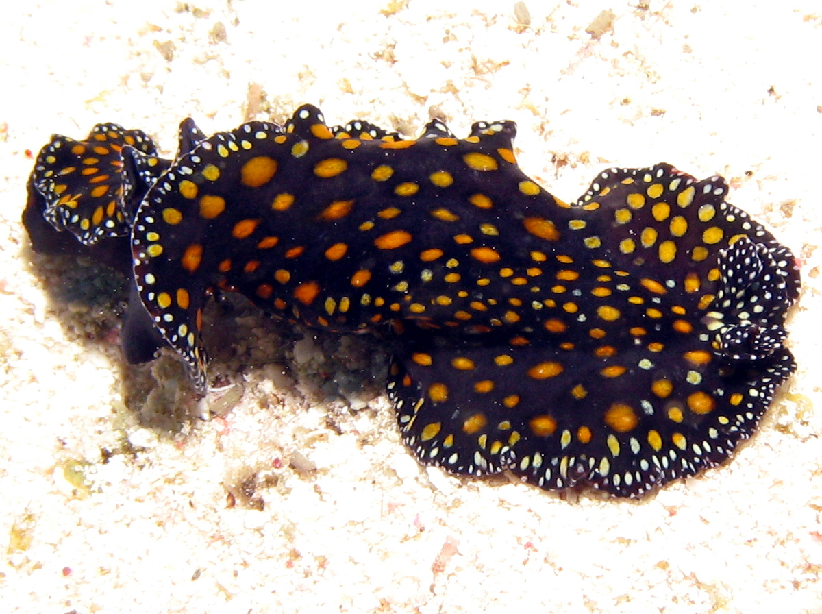 Leopard Flatworm - Pseudobiceros pardalis