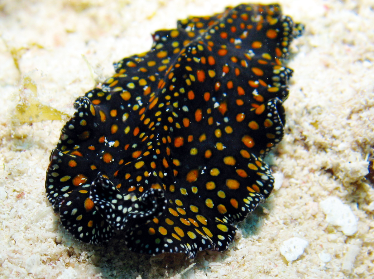 Leopard Flatworm - Pseudobiceros pardalis