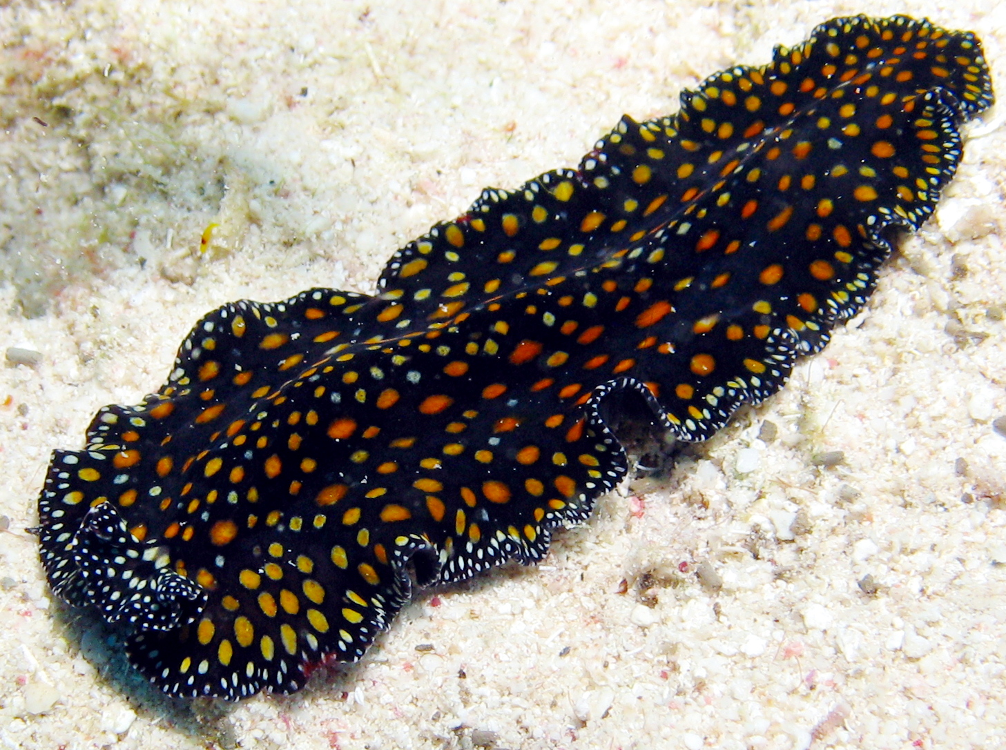 Leopard Flatworm - Pseudobiceros pardalis