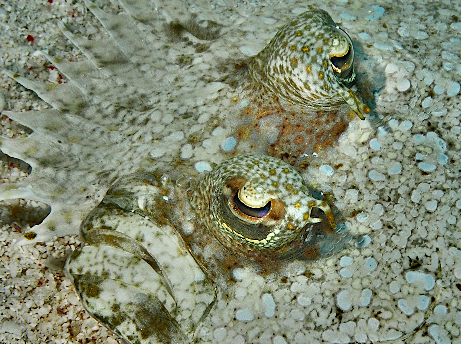 Leopard Flounder - Bothus pantherinus