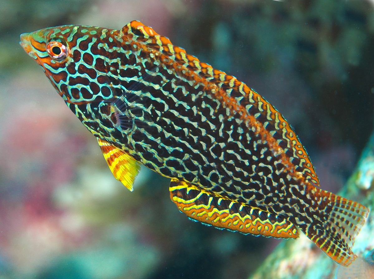 Leopard Wrasse - Macropharyngodon meleagris