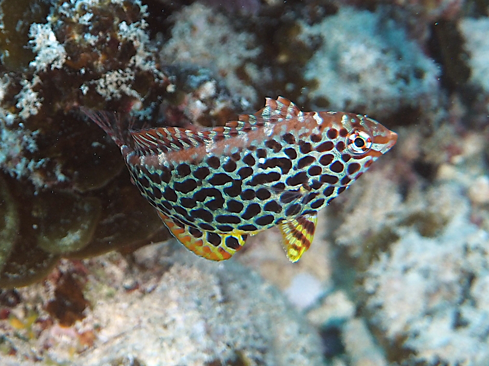 Leopard Wrasse - Macropharyngodon meleagris