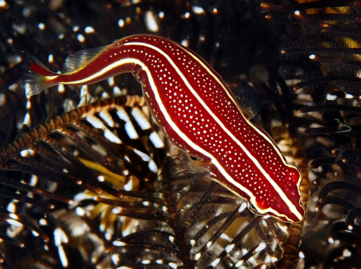 Doubleline Clingfish - Lepadichthys lineatus - Anilao, Philippines