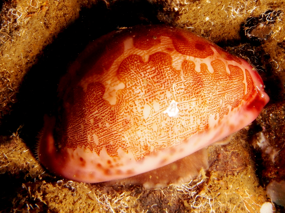 Map Cowry - Leporicypraea mappa