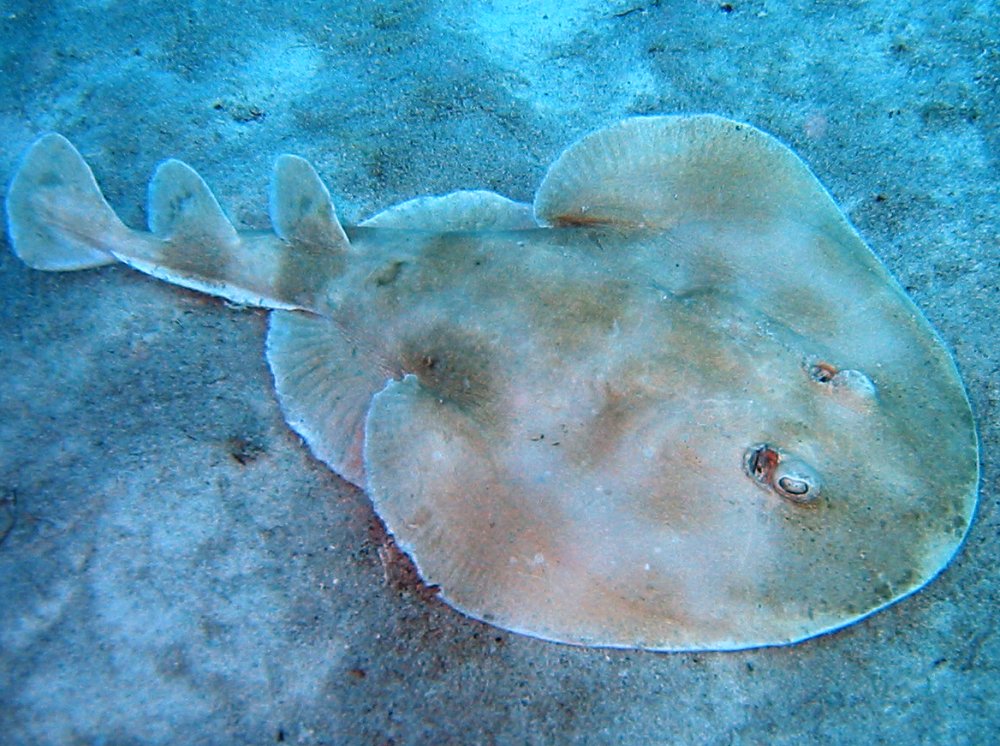 Lesser Electric Ray - Narcine brasiliensis