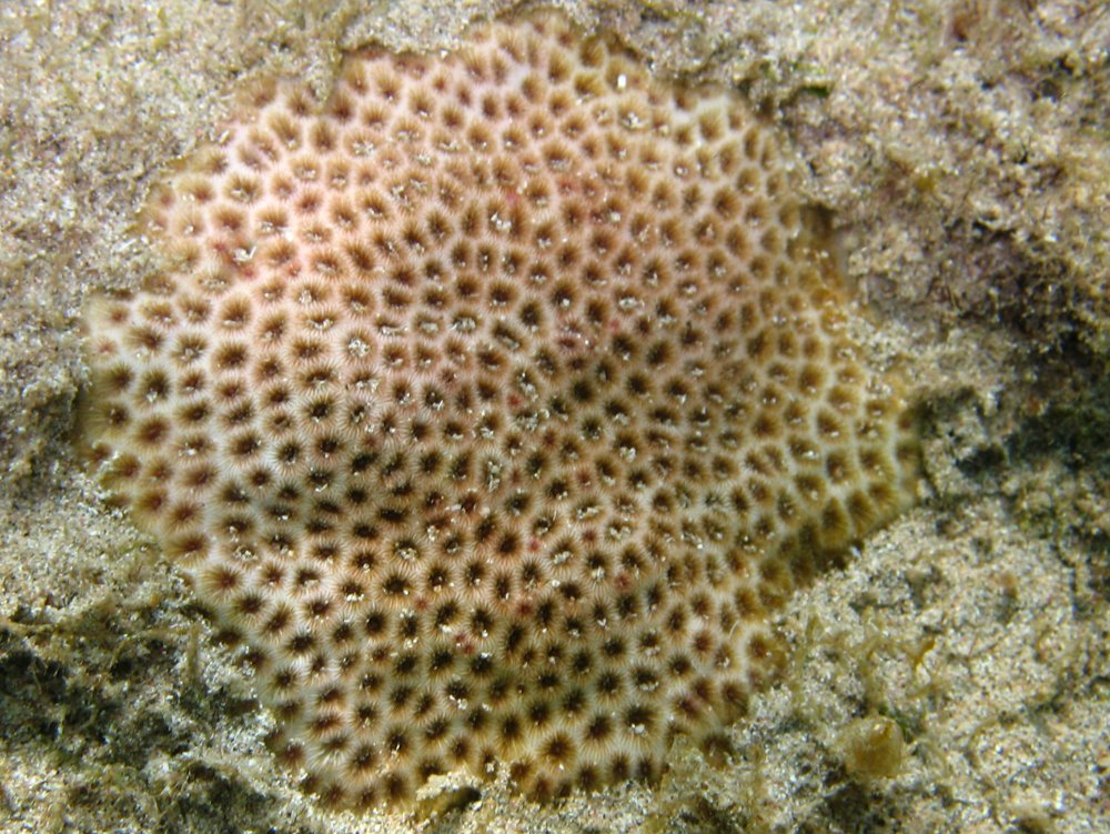 Lesser Starlet Coral - Siderastrea radians - St Kitts