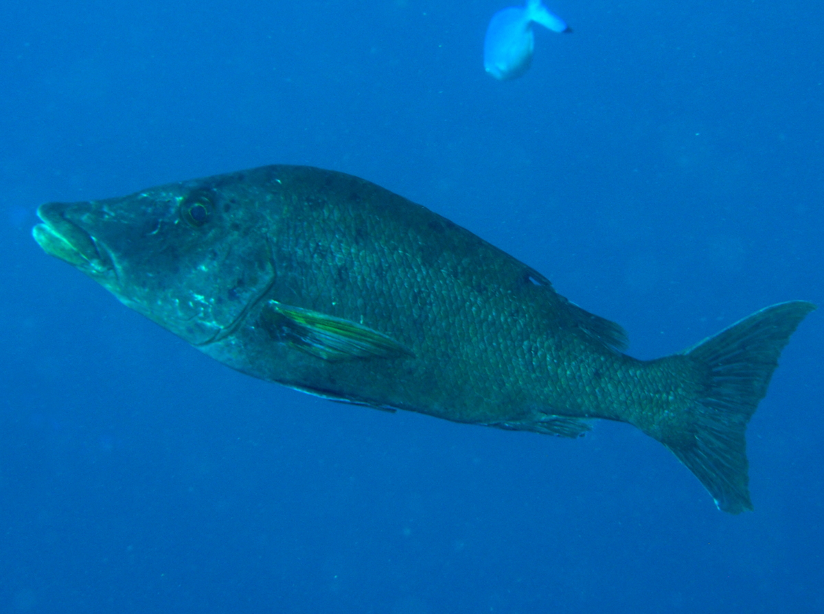 Longface Emperor - Lethrinus olivaceus - Fiji