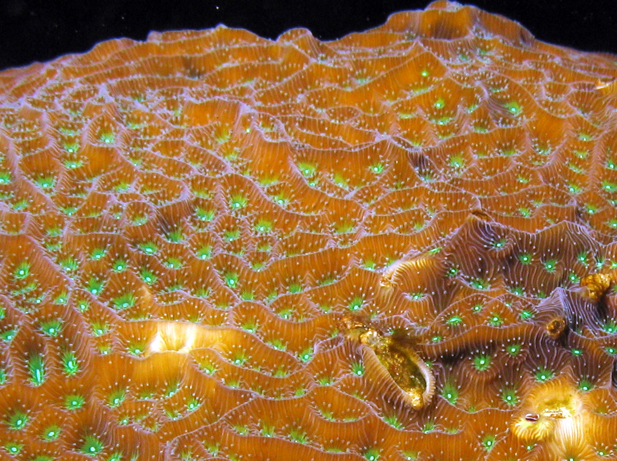 Lettuce Coral - Agaricia agaricities f. agaricities