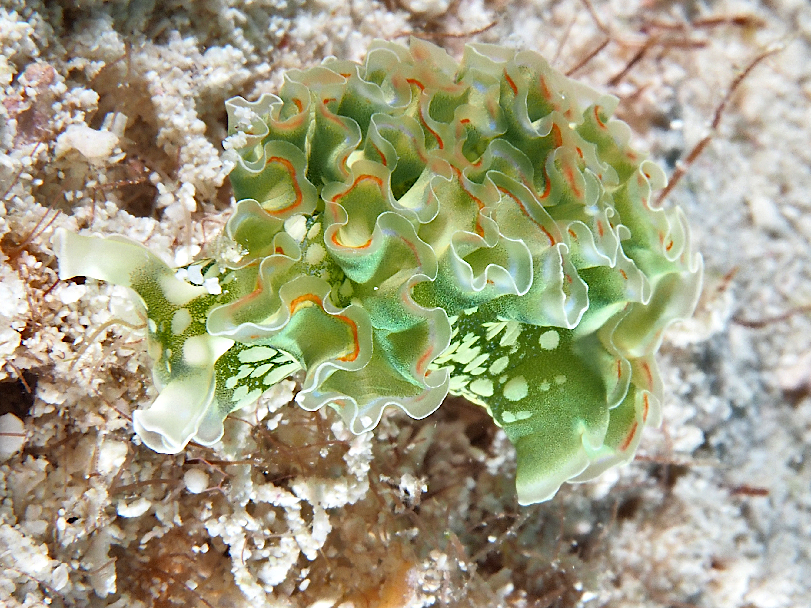 Lettuce Sea Slug - Elysia crispata