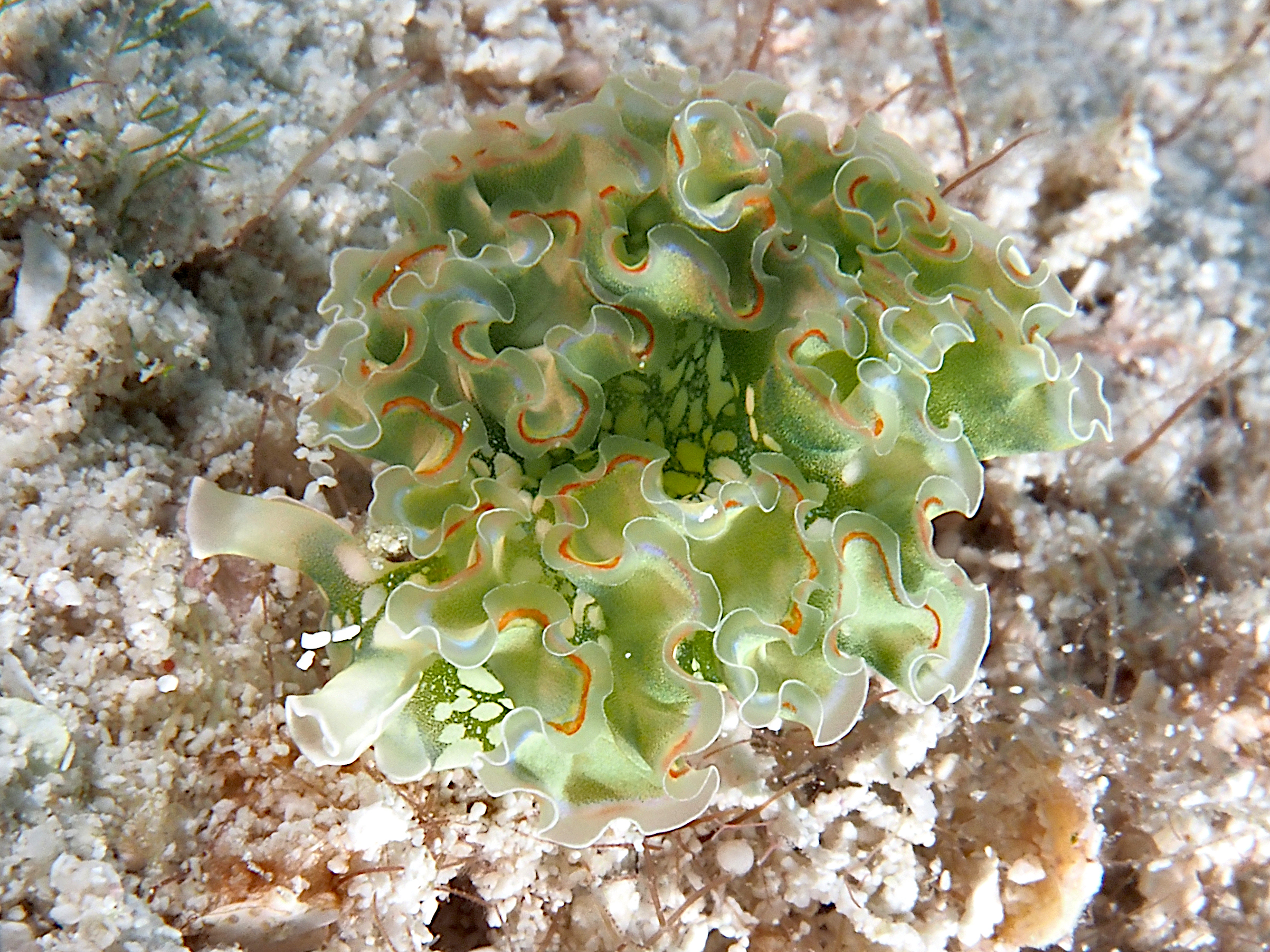 Lettuce Sea Slug - Elysia crispata