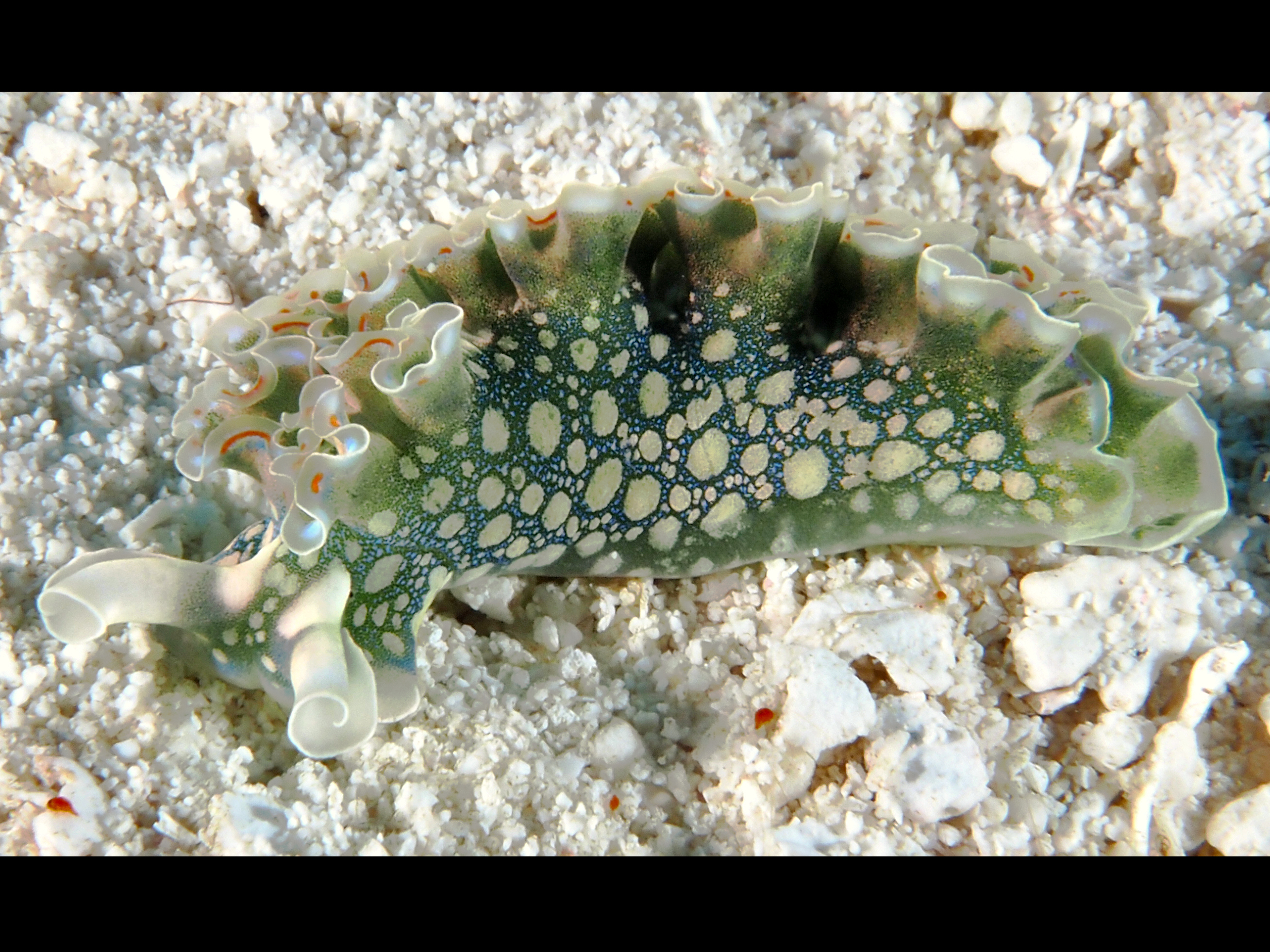 Lettuce Sea Slug - Elysia crispata
