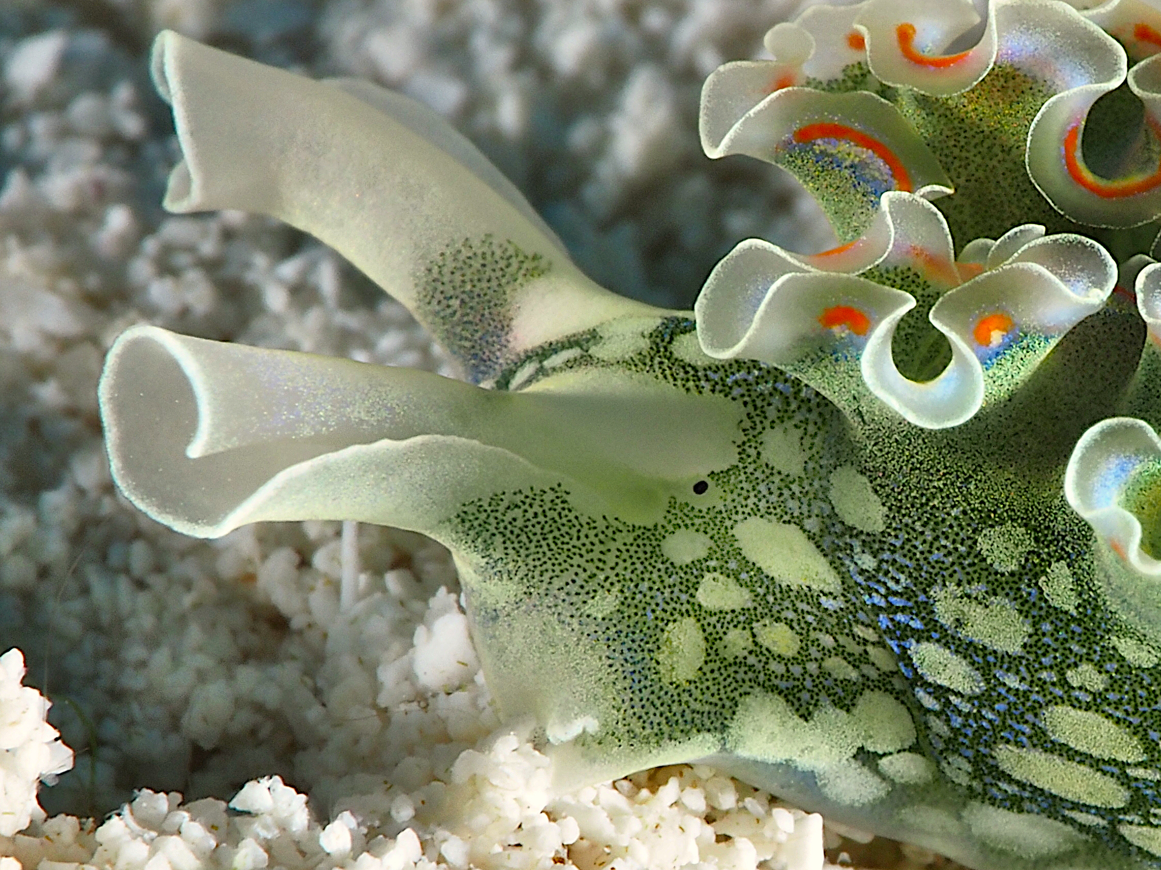 Lettuce Sea Slug - Elysia crispata
