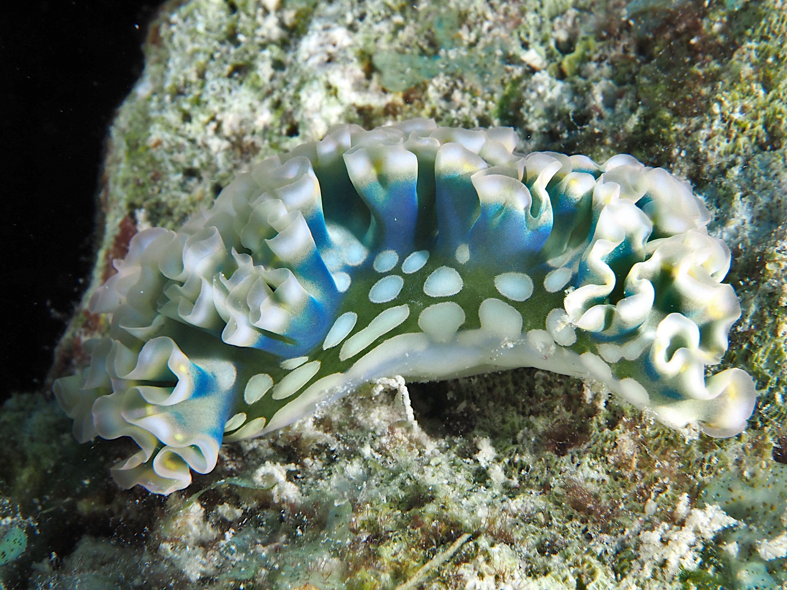 Lettuce Sea Slug - Elysia crispata