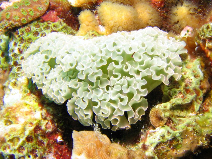 Lettuce Sea Slug - Elysia crispata