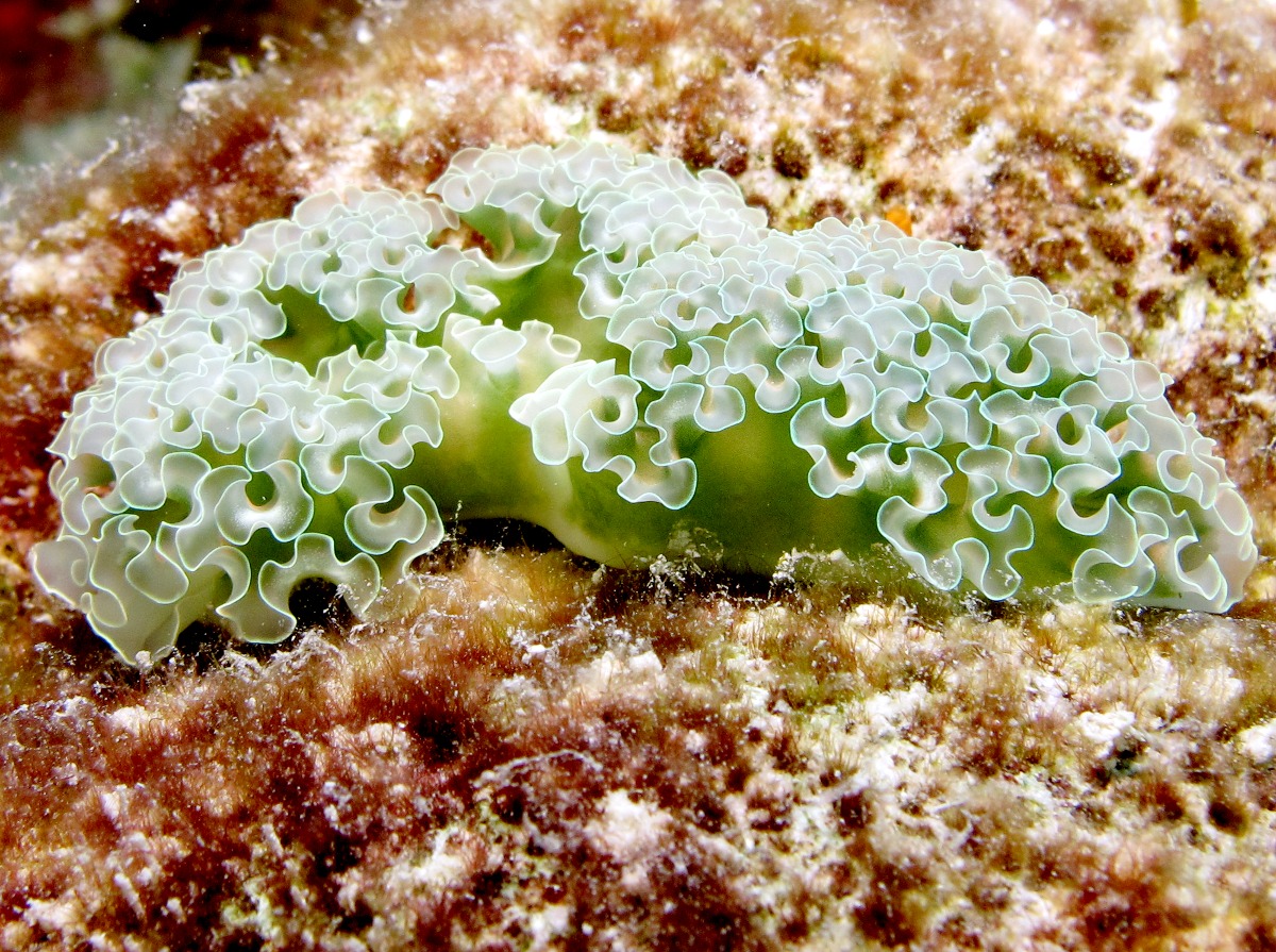 Lettuce Sea Slug - Elysia crispata