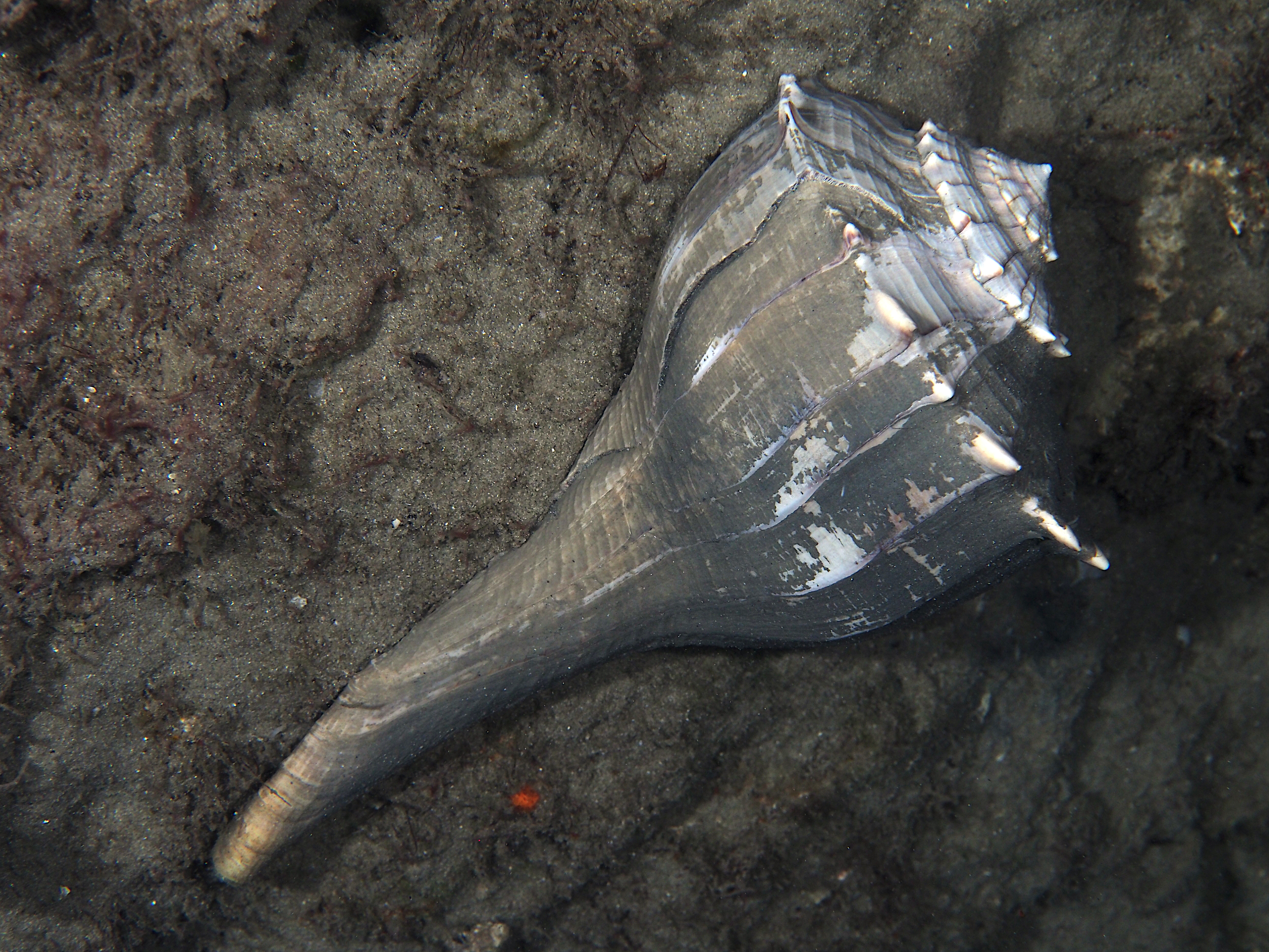 Lightning Whelk - Sinistrofulgur sinistrum