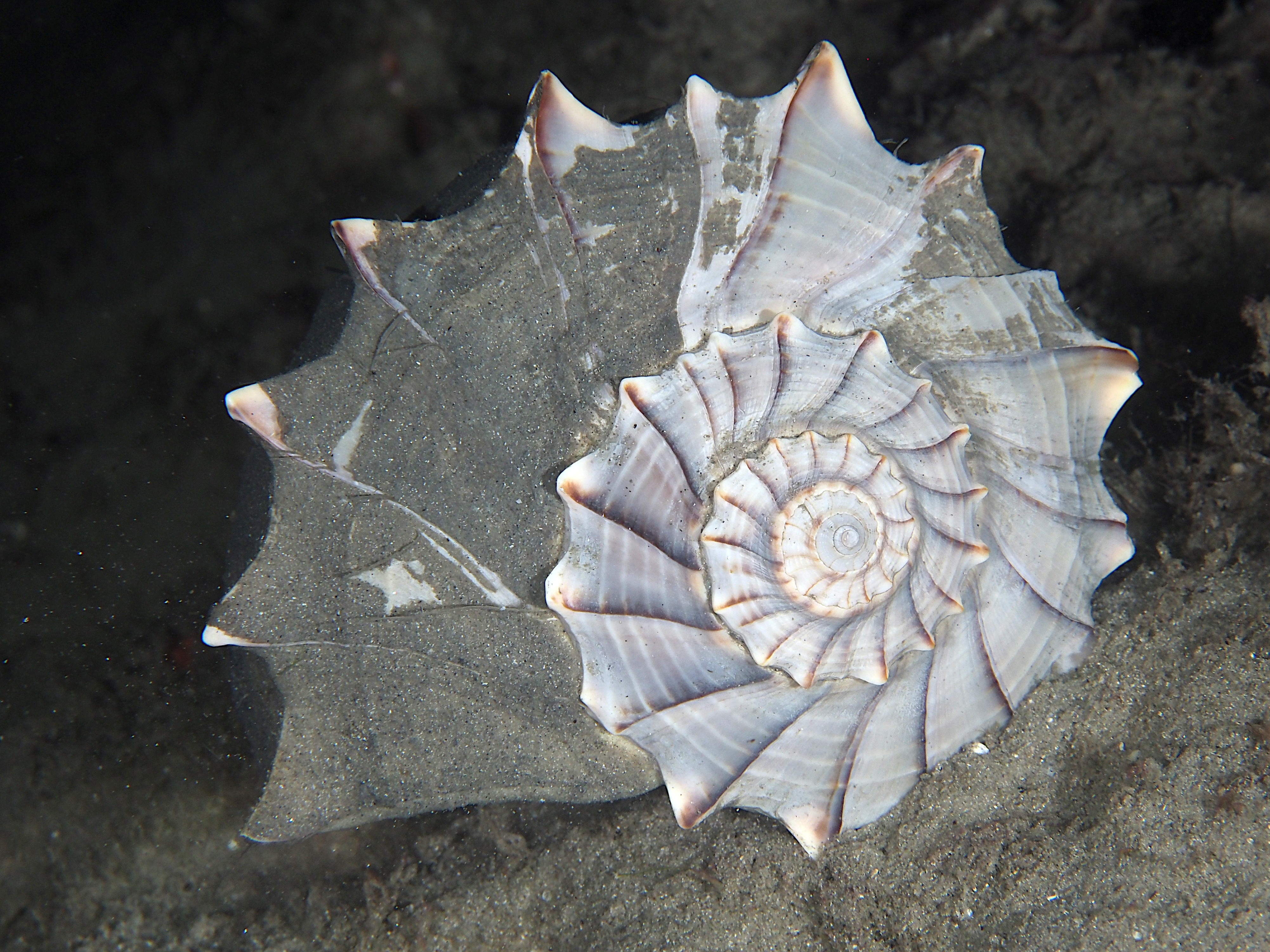 Lightning Whelk - Sinistrofulgur sinistrum
