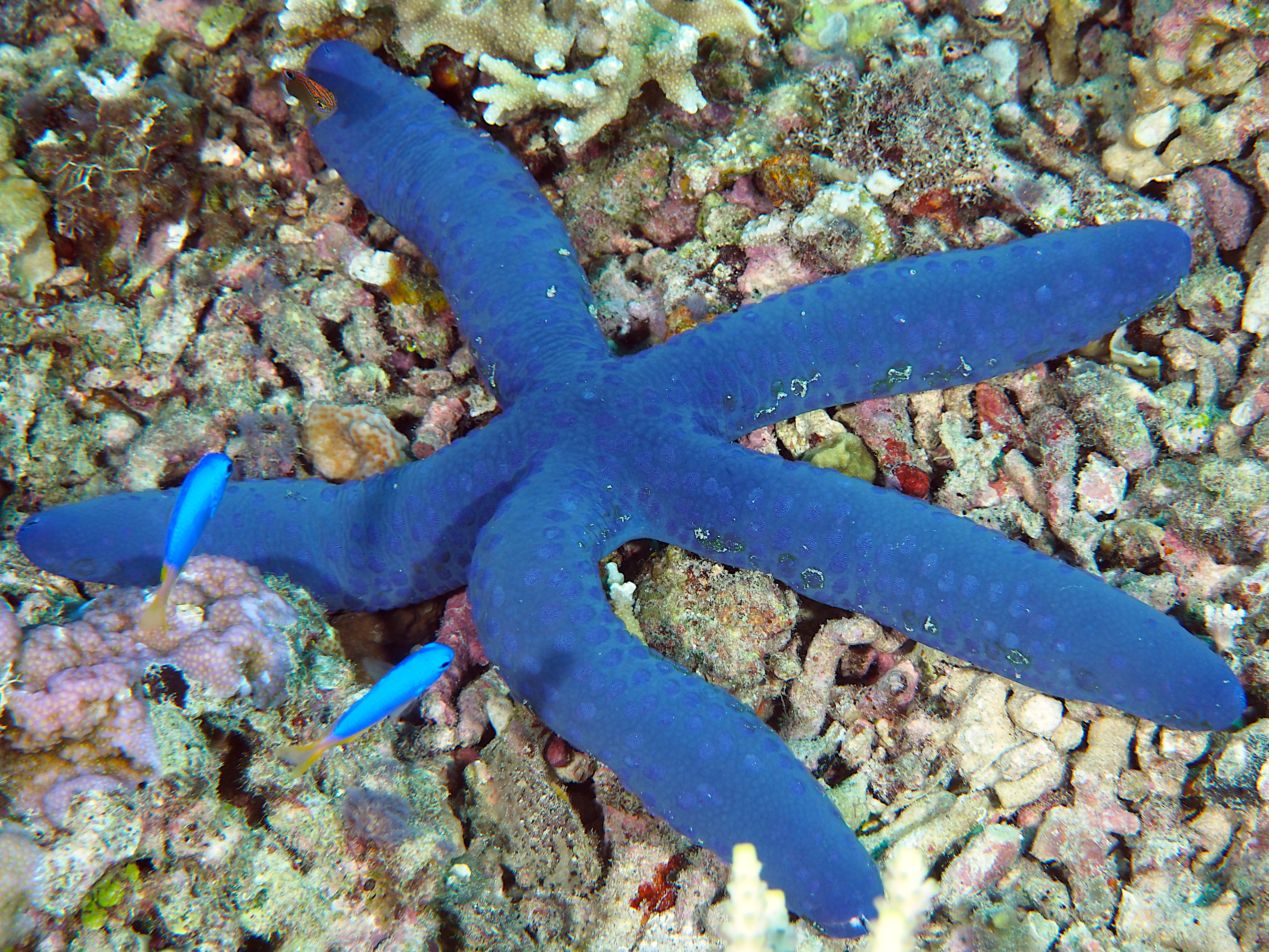 Blue Linckia - Linckia laevigata