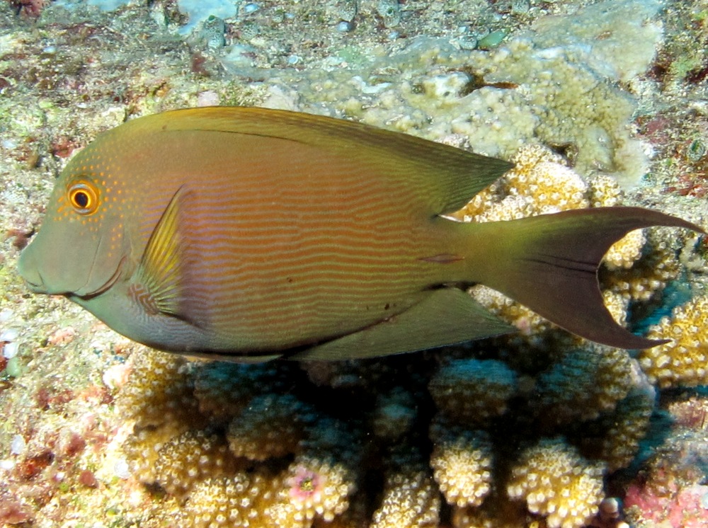 Lined Bristletooth - Ctenochaetus striatus