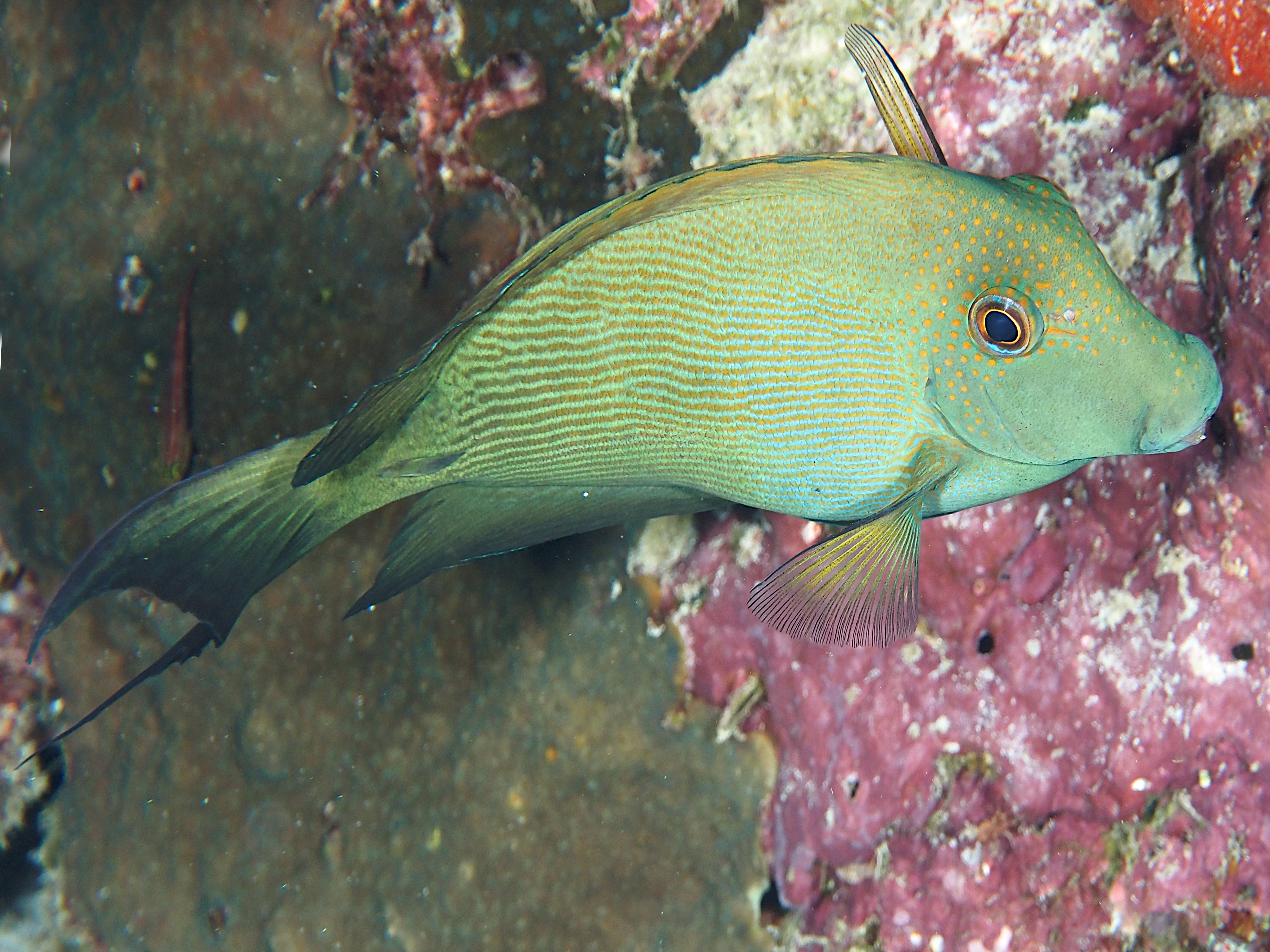 Lined Bristletooth - Ctenochaetus striatus