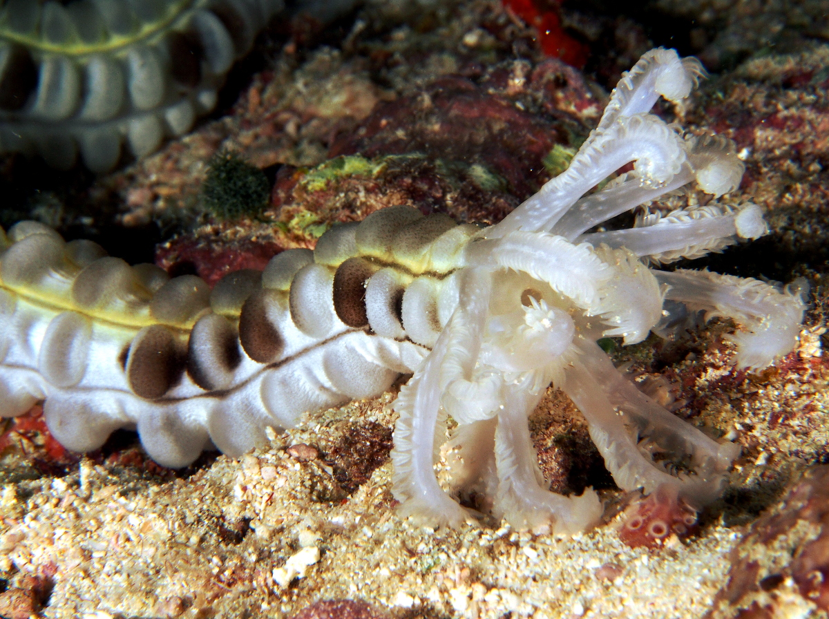 Lion's Paw Sea Cucumbers - Euapta godeffroyi - Fiji