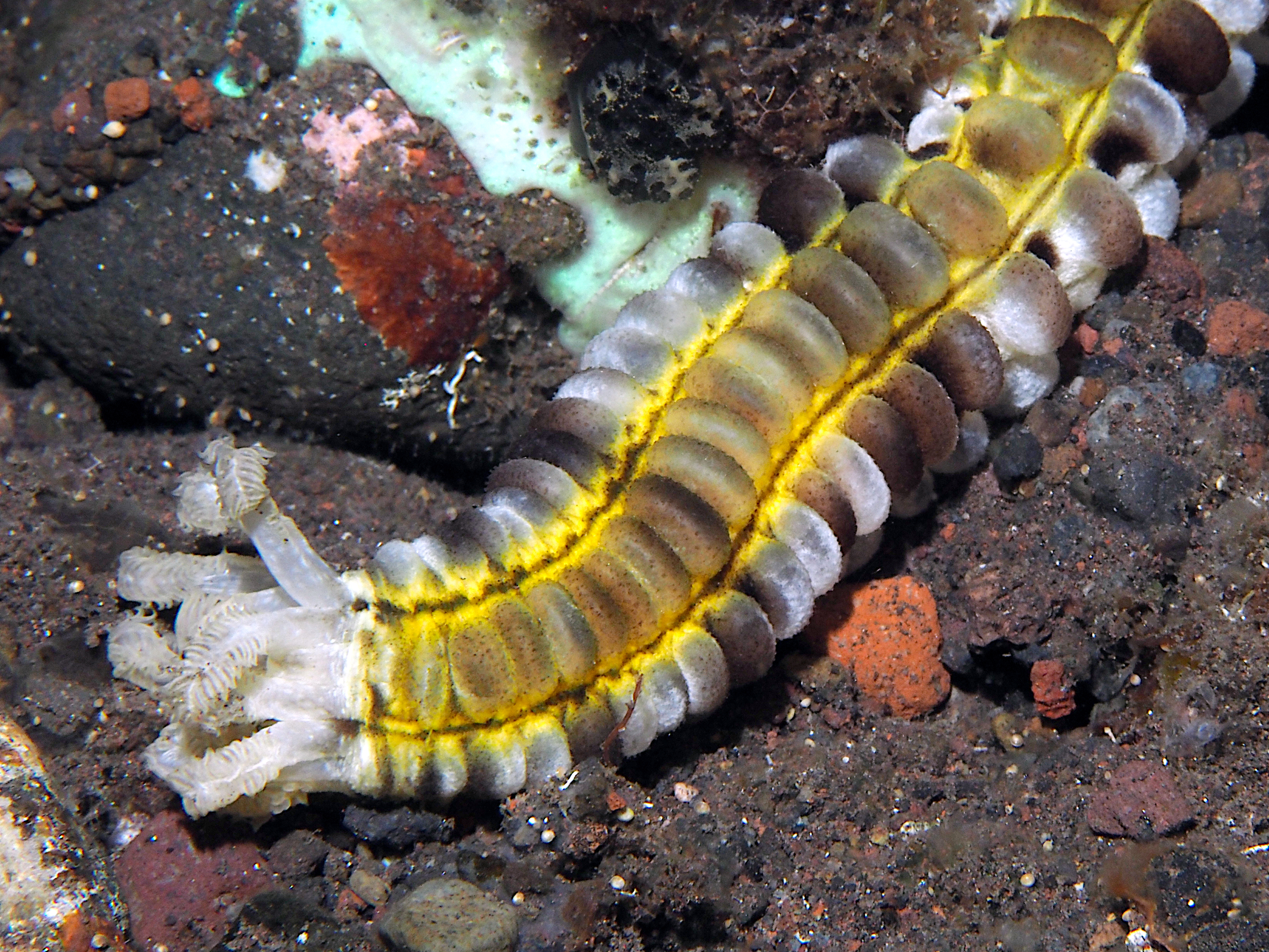 Lion's Paw Sea Cucumbers - Euapta godeffroyi