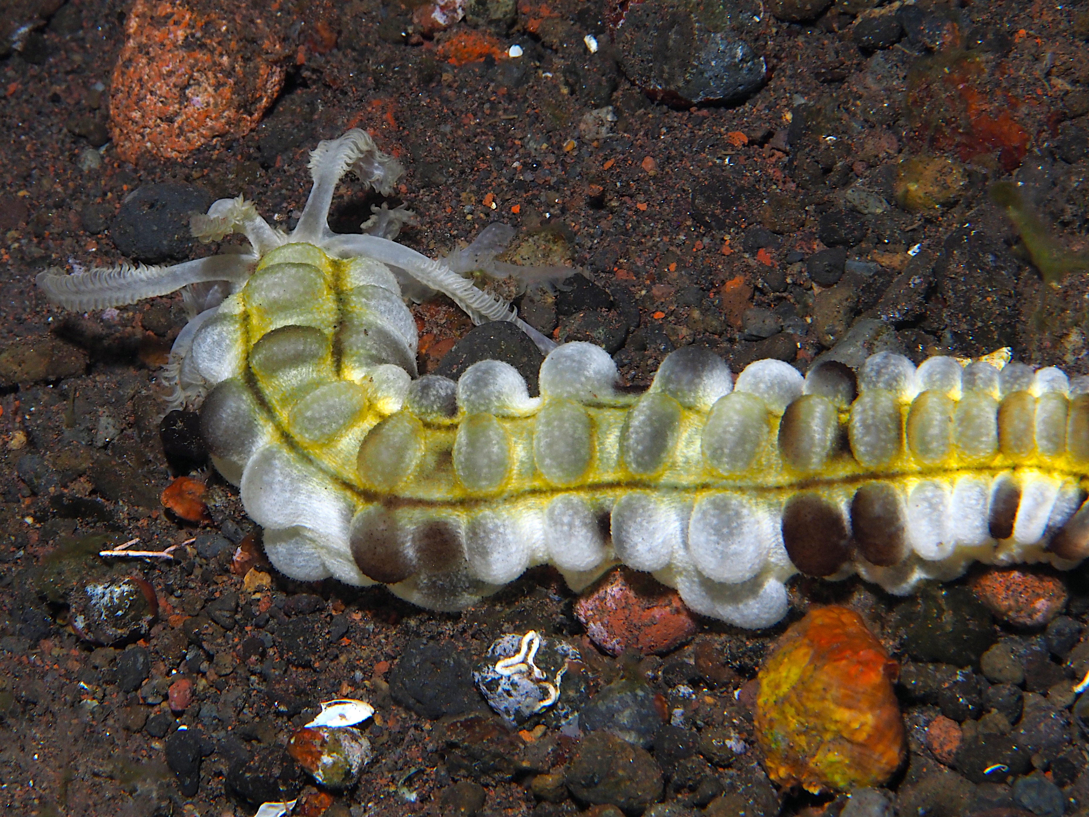 Lion's Paw Sea Cucumbers - Euapta godeffroyi