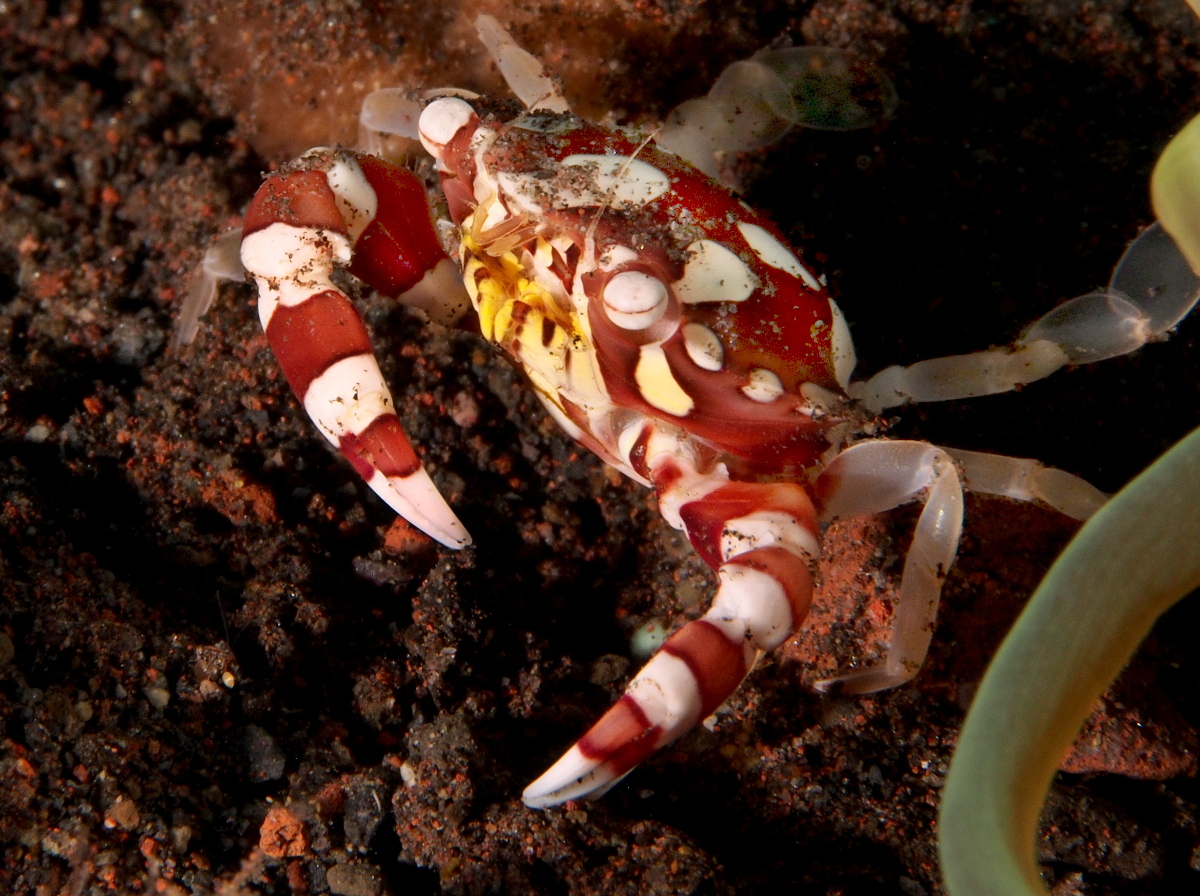 Harlequin Swimming Crab - Lissocarcinus laevis