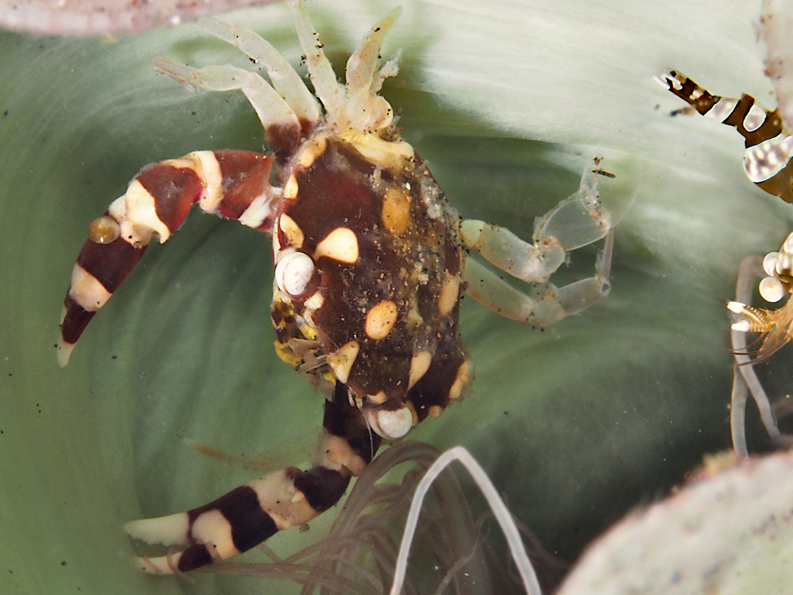 Harlequin Swimming Crab - Lissocarcinus laevis