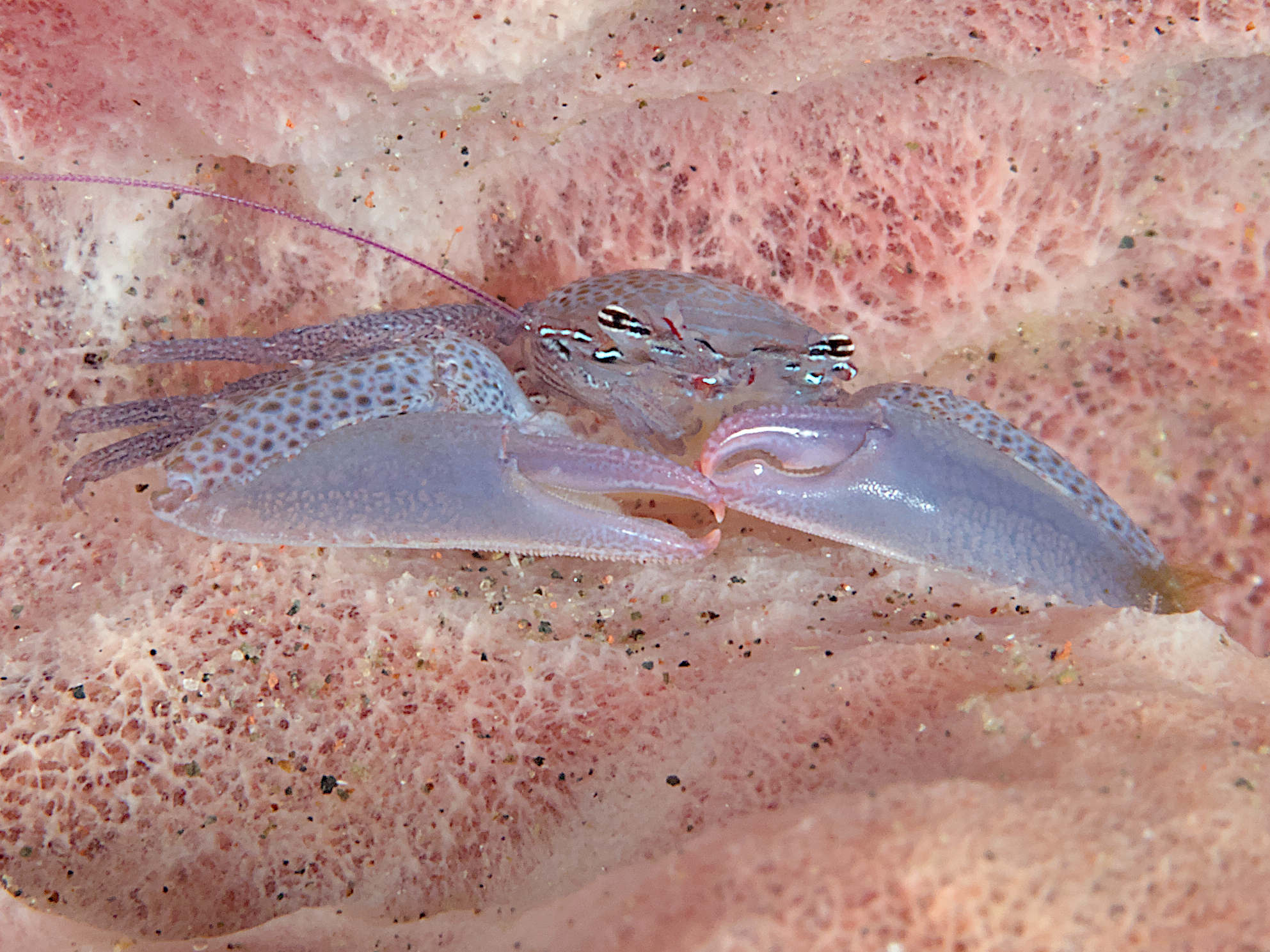 Neon Stripe Porcelain Crab - Lissoporcellana furcillata - Bali, Indonesia