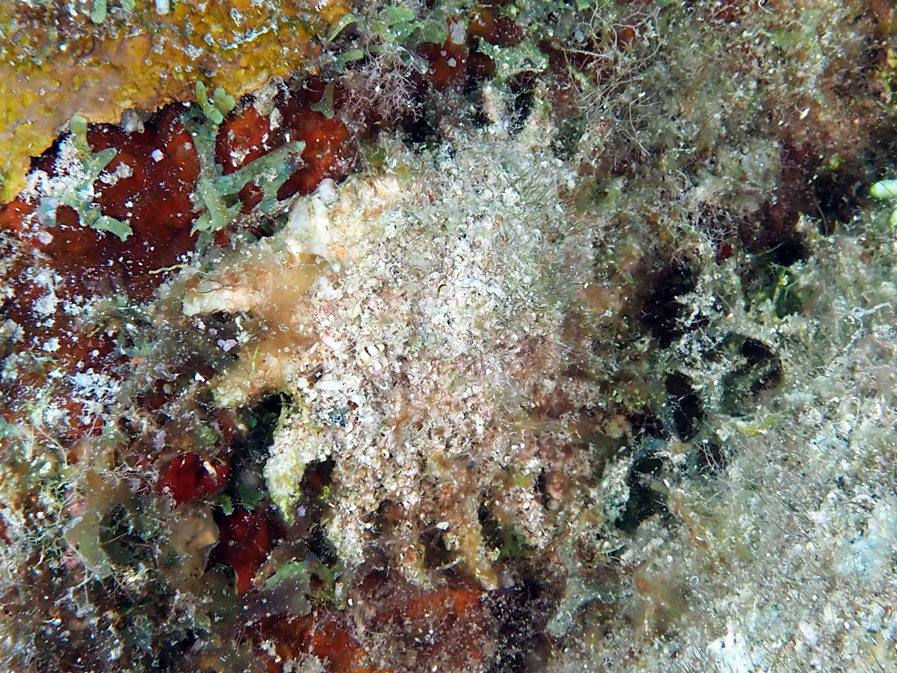 Longspine Starsnail - Lithopoma phoebium