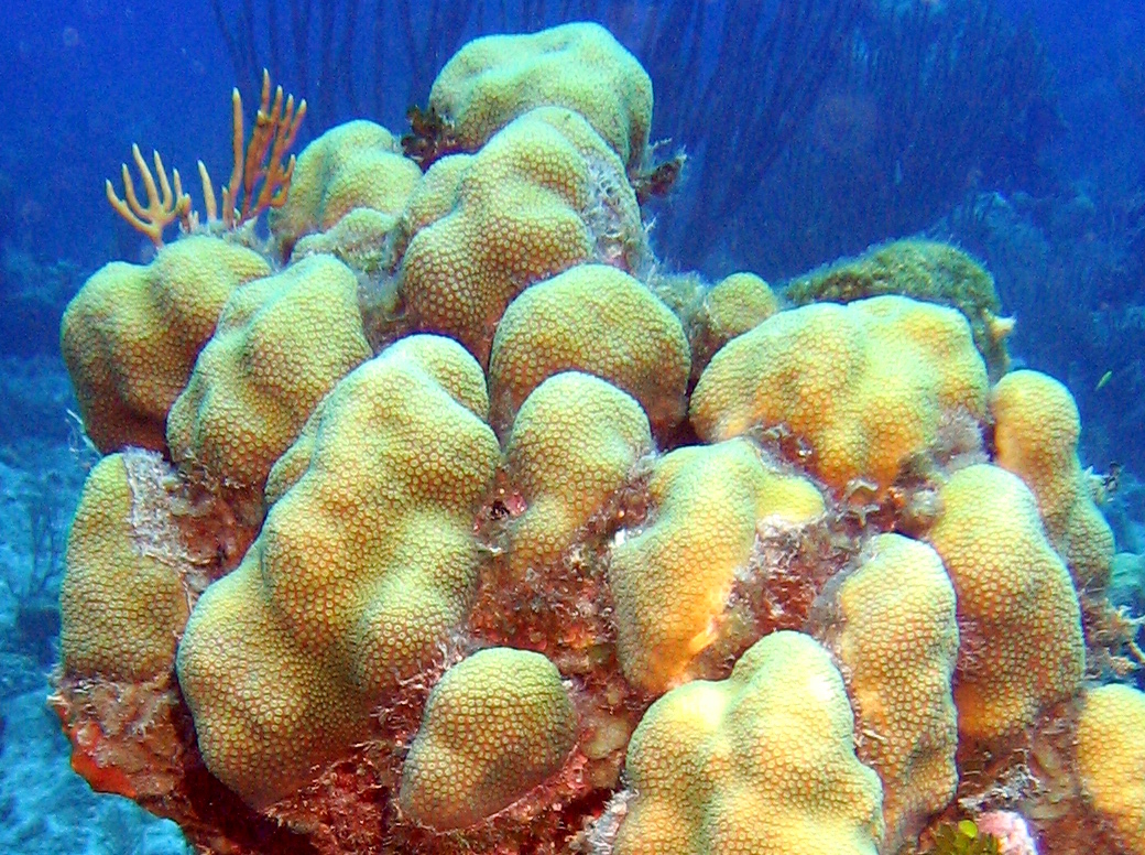 Lobed Star Coral - Orbicella annularis - Turks and Caicos