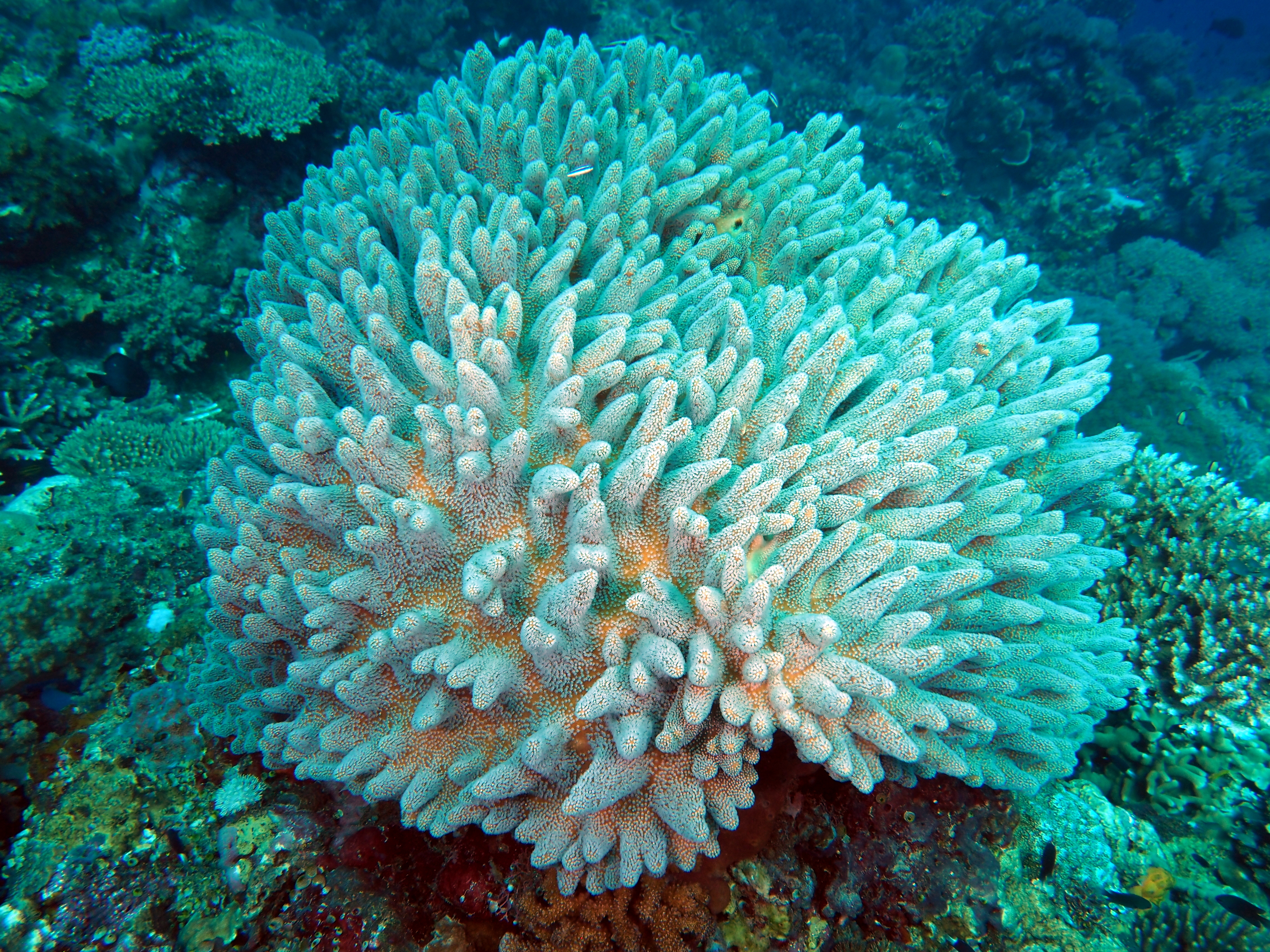 Lobophytum sp. 1 - Lobophytum sp. 1 - Komodo, Indonesia