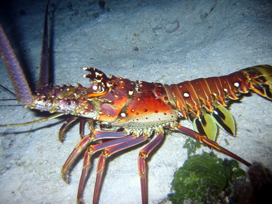 Caribbean Spiny Lobster - Panulirus argus