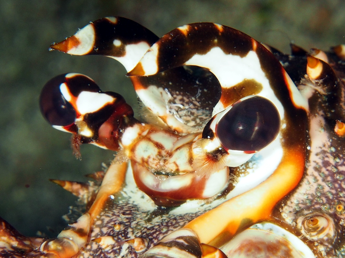 Caribbean Spiny Lobster - Panulirus argus