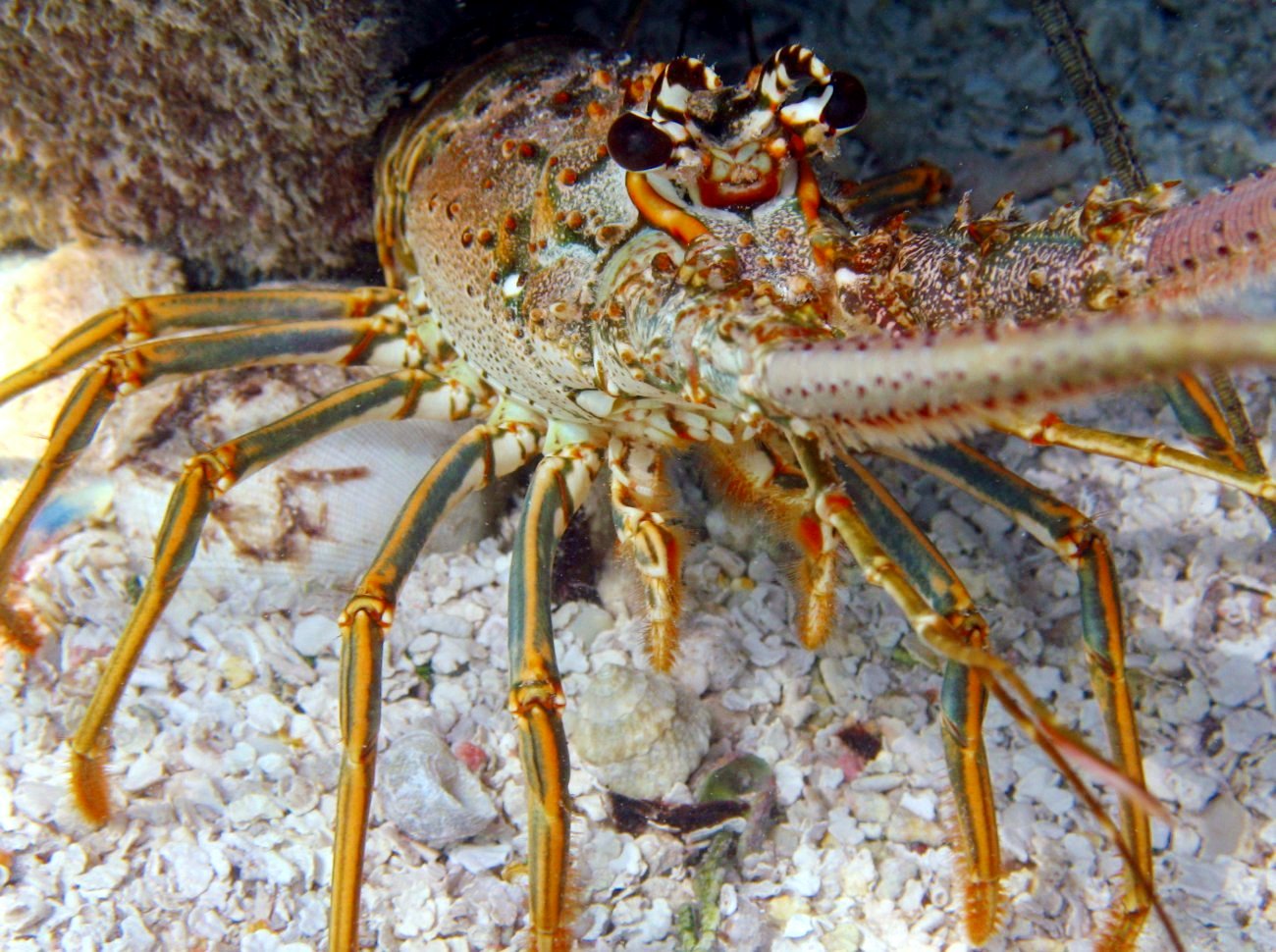 Caribbean Spiny Lobster - Panulirus argus