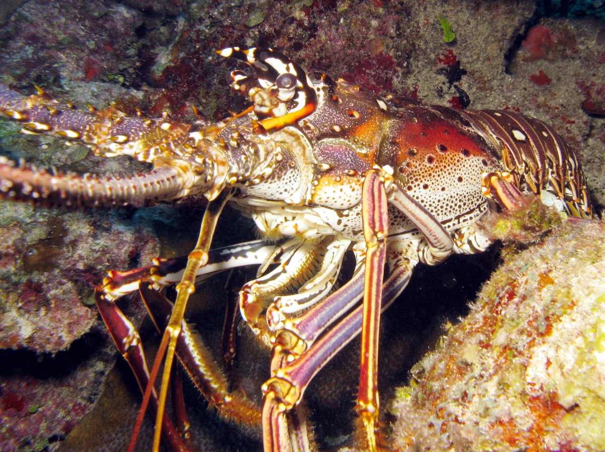 Caribbean Spiny Lobster - Panulirus argus