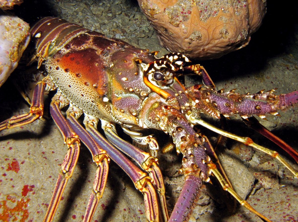 Caribbean Spiny Lobster - Panulirus argus