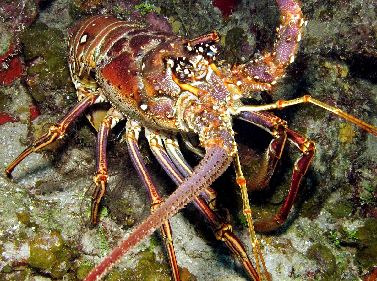 Caribbean Spiny Lobster - Panulirus argus