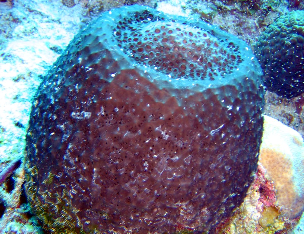 Loggerhead Sponge - Spheciospongia vesparium - Turks and Caicos