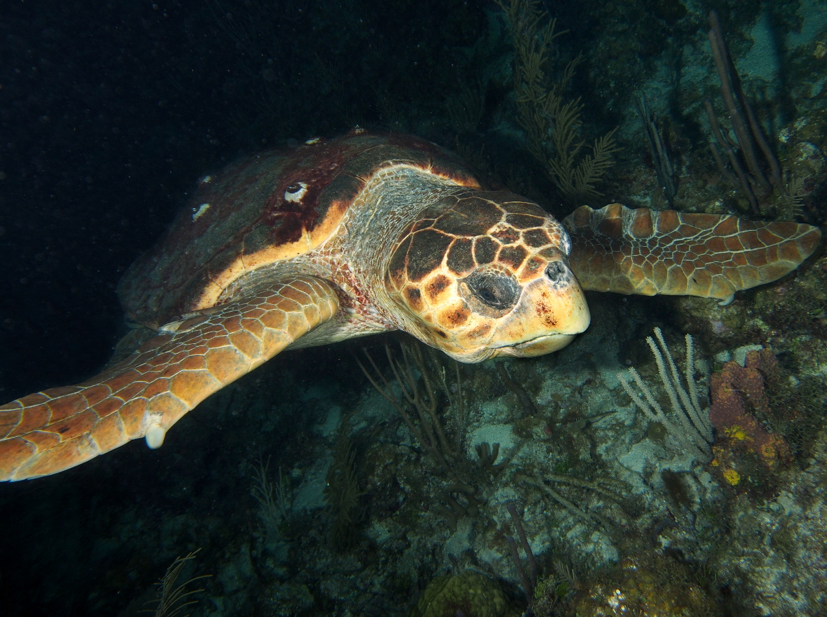 Loggerhead Turtle - Caretta caretta