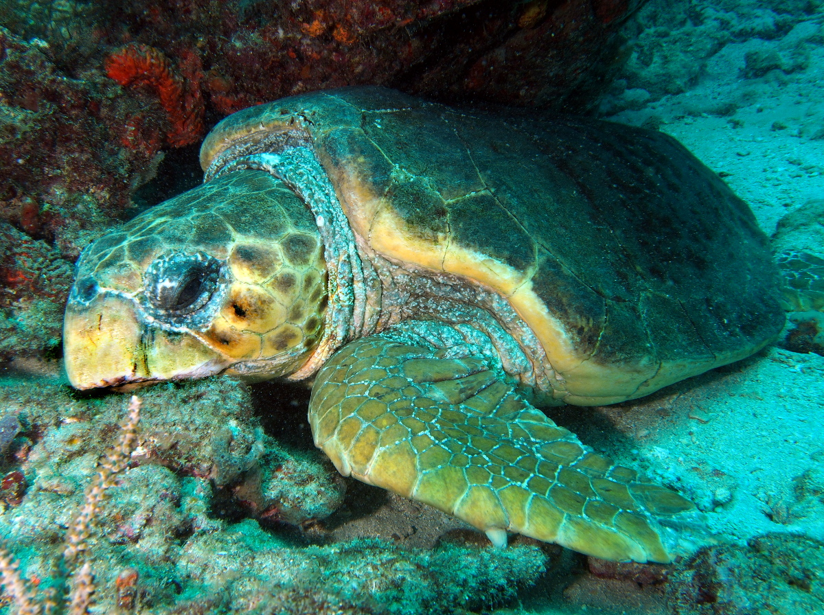 Loggerhead Turtle - Caretta caretta