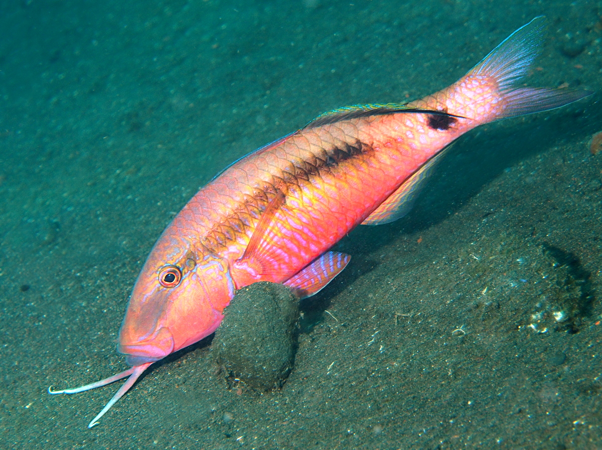 Longbarbel Goatfish - Parupeneus macronemus - Bali, Indonesia