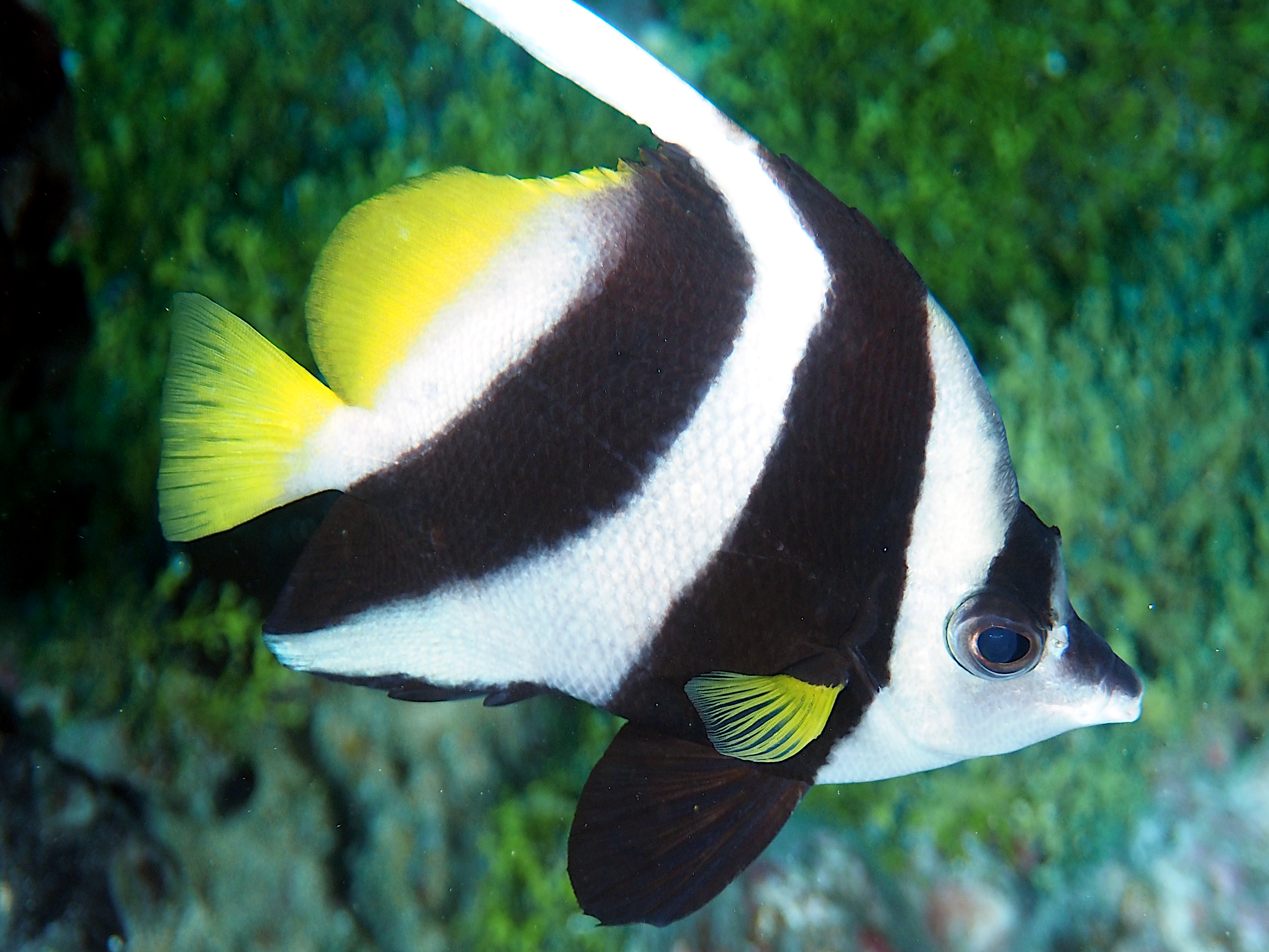 Longfin Bannerfish - Heniochus acuminatus - Rangiroa, French Polynesia