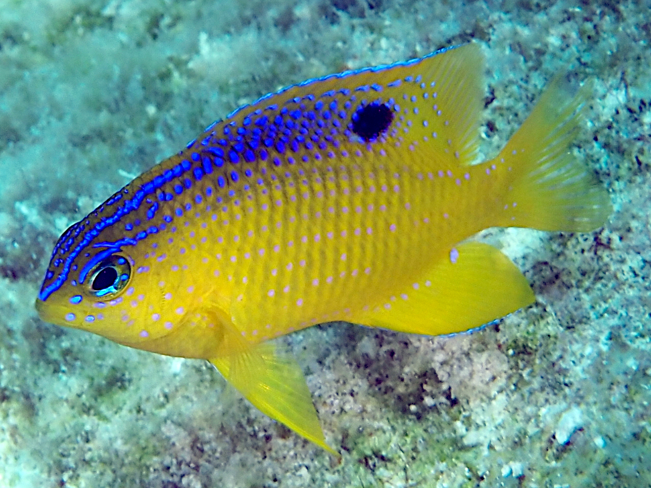 Longfin Damselfish - Stegastes diencaeus