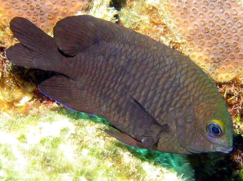 Longfin Damselfish - Stegastes diencaeus