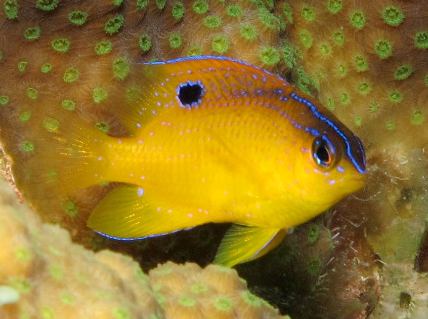 Longfin Damselfish - Stegastes diencaeus