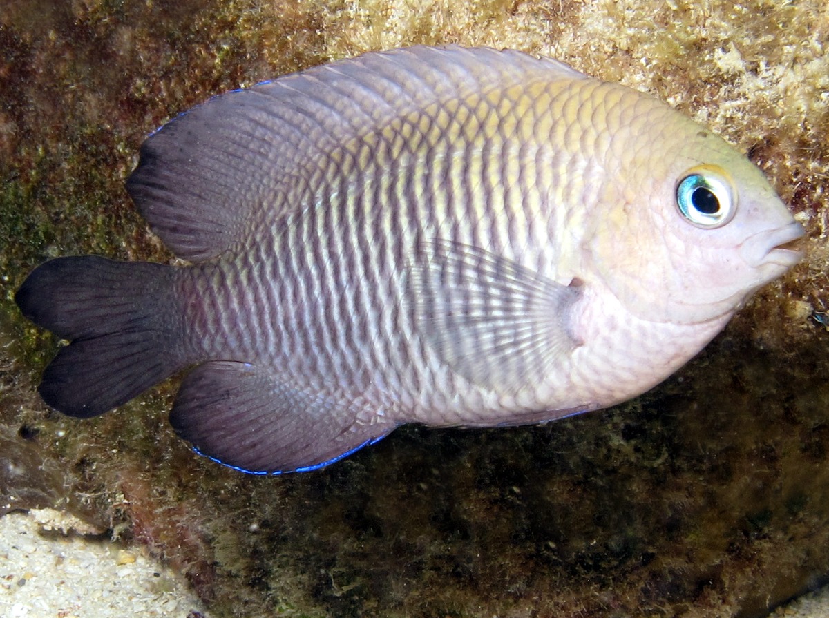 Longfin Damselfish - Stegastes diencaeus
