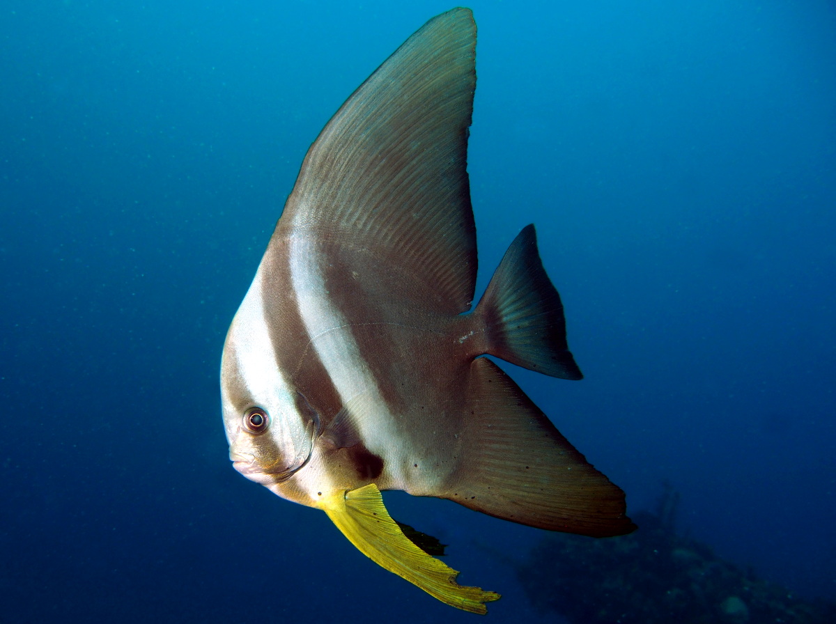Longfin Spadefish - Platax teira - Lembeh Strait, Indonesia