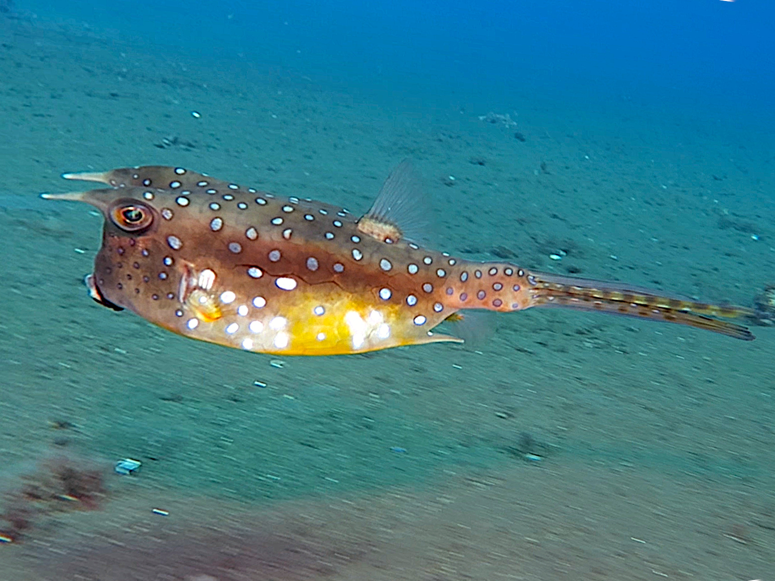 Longhorn Cowfish - Lactoria cornuta - Bali, Indonesia